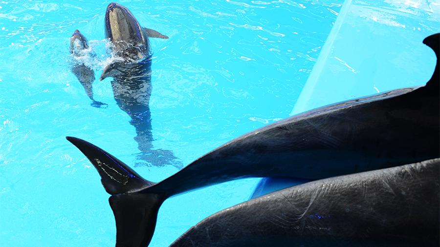 Не ловите Вилли: в Госдуме предлагают запретить пополнение дельфинариев